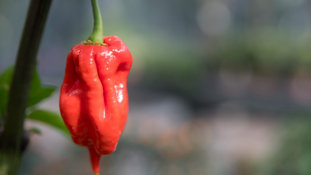 Gie En Elfj Hriger Isst Hot Chip Und Muss Ins Krankenhaus