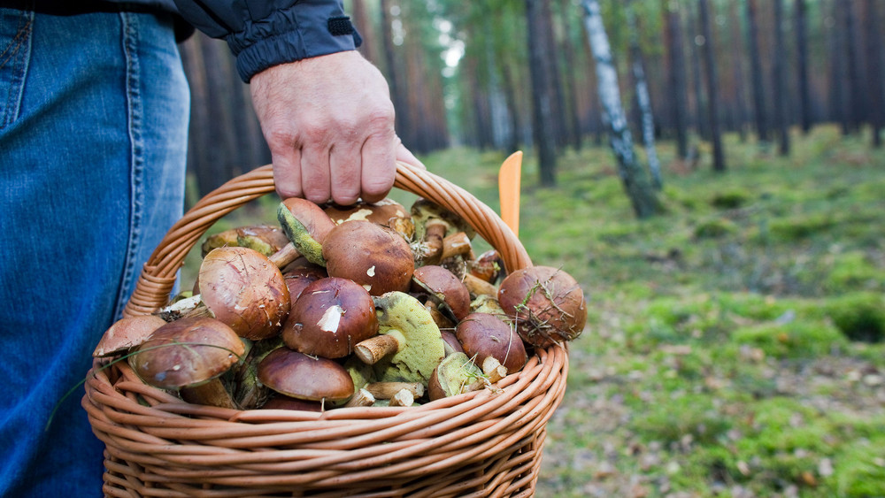 Pilze sammeln und bestimmen FFH.de