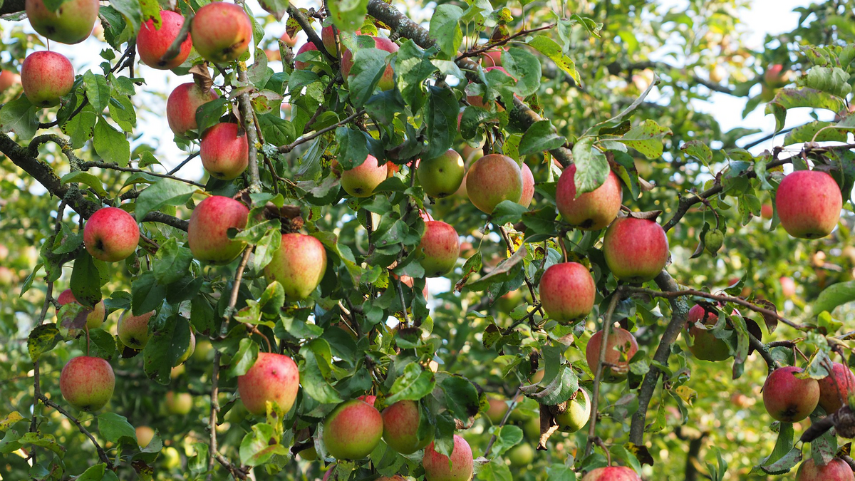 Apfel-Quiz: Wie gut kennst du dich aus?