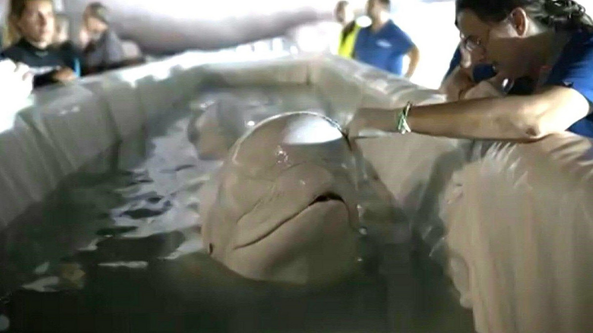 beluga-wale-aus-aquarium-in-charkiw-nach-spanien-gebracht