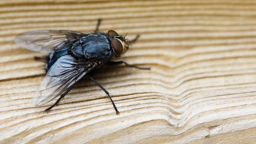 Fliegenplage in Gründau Anwohner verdächtigen Kompostanlage