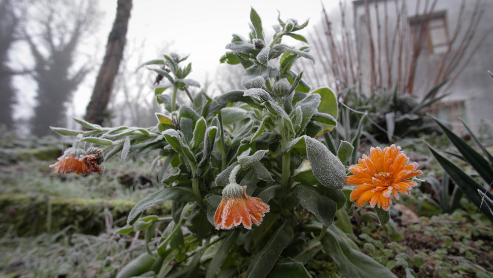 Pflanzen vor Nachtfrost schützen Pflanzenexperte Olli Simon hat Tipps