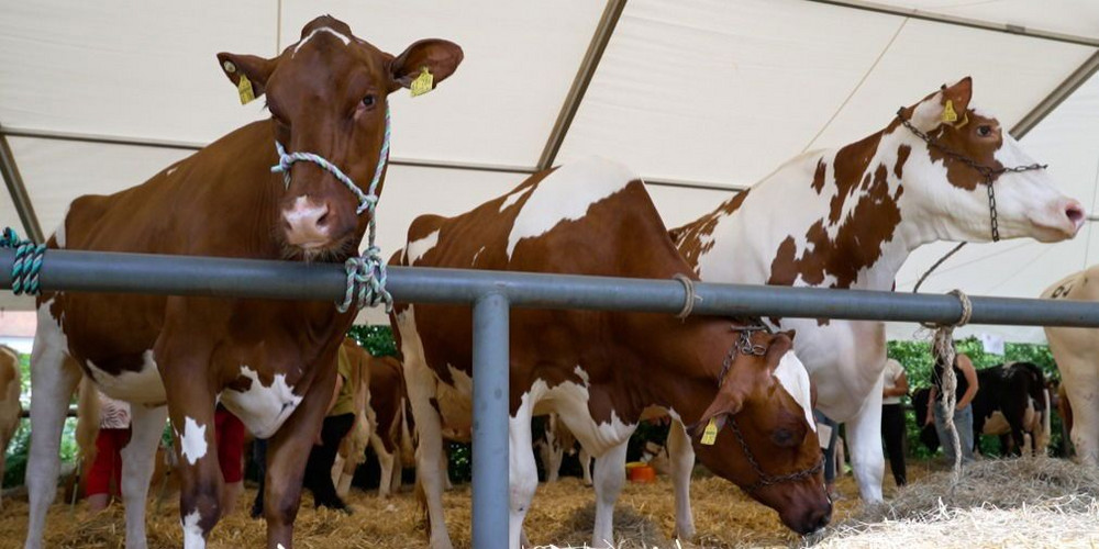 Lauterbachs Markt-Mittwoch: 253 Jahre Tradition und Tierfreude auf der Bleiche!
