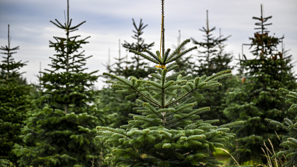 Weihnachtsbaum Zum Selbstschlagen 2025 Laura Tamarah