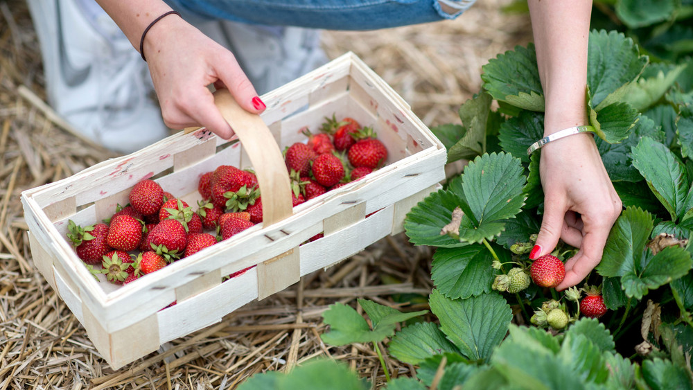 Erdbeeren in der Nähe selbst pflücken Hier gehts in Hessen