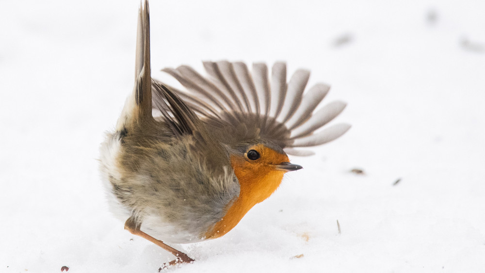 Rotkehlchen ist «Vogel des Jahres» 2021 - FFH.de