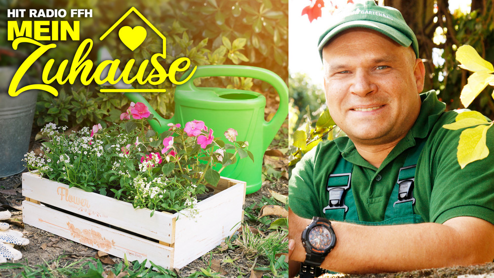 mein zuhause gartenexperte olli simon ffh de