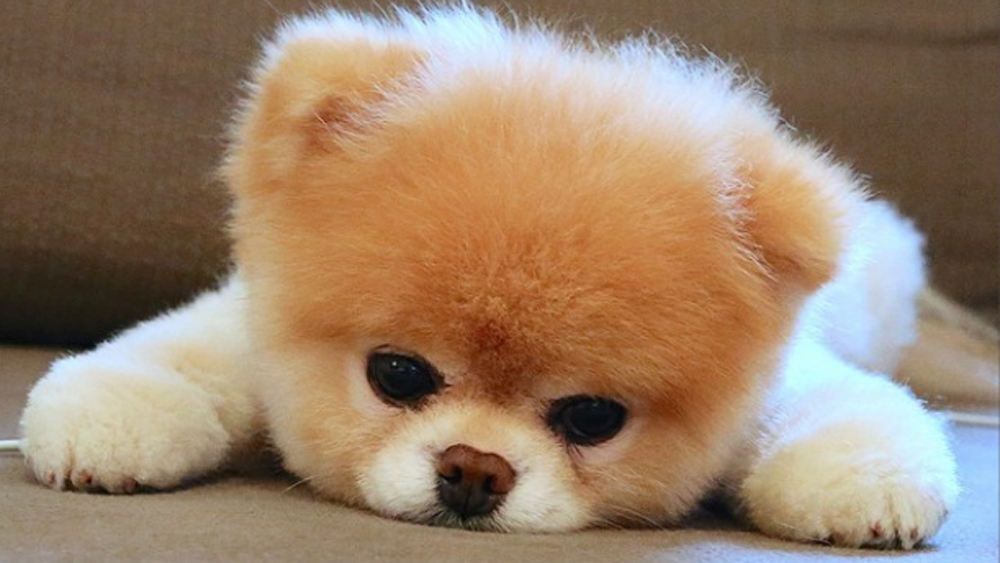 Gestatten: Boo, der niedlichste Hund der Welt - FFH.de